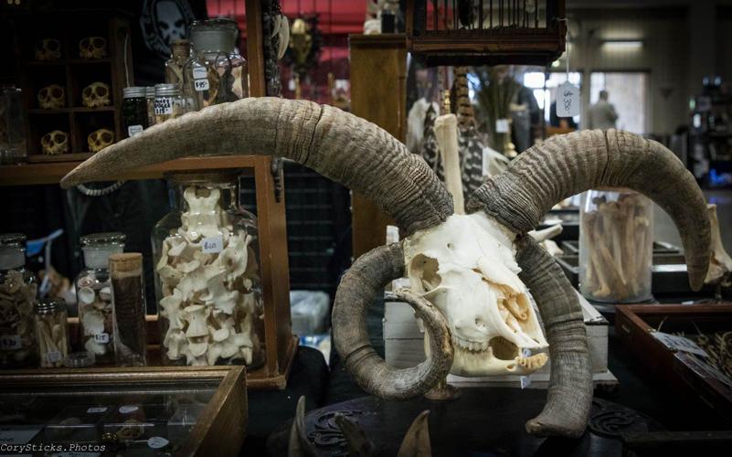 Oddities and Curiosities Expo