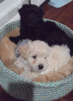 Coton de Tulear/Poodle Puppies